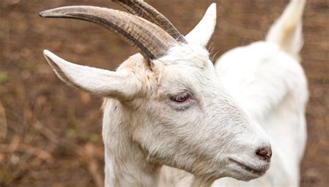 How to Trim a Goat's Horns | Animals - mom.me