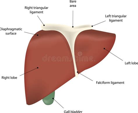 liver drawing with parts - btsgrouplineartdrawingsimple