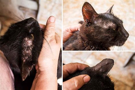 Scabs on Cats: 4 Types (with Pictures) & How to Treat - Cat-World