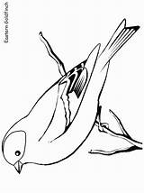 Eastern Goldfinch Coloring Pages At Tankaisonblog Blog sketch template