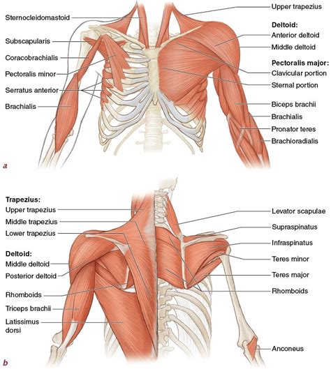 Front Shoulder Muscle Anatomy