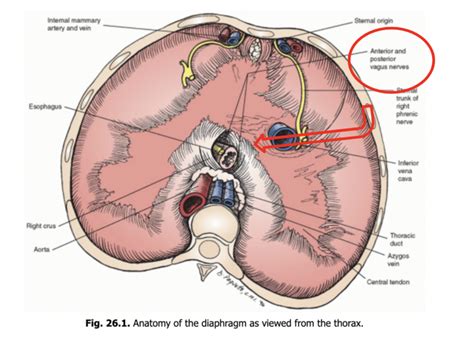 Loving Your Vagus Nerve