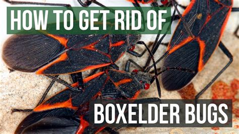 How to Get Rid of Boxelder Bugs (4 Easy Steps) - YouTube