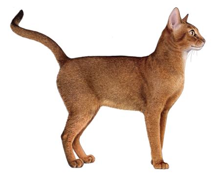 Abyssinian Facts - Wisdom Panel™ Cat Breeds