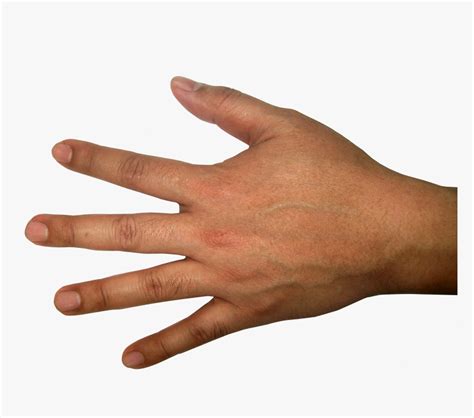 Five Finger Hand Png Image - Back Of Hand Png, Transparent Png , Transparent Png Image - PNGitem