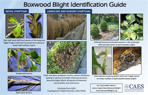 What You Need to Know About Boxwood Blight - Peters Todd's Tree Service