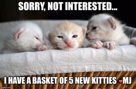 Basket of kitties - Imgflip