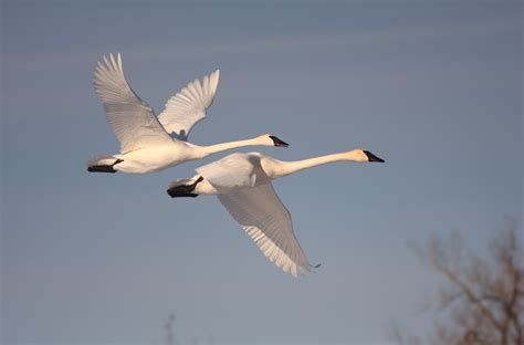 Poll: Should the Hunting of Trumpeter Swans in the Mississippi Flyway be Legalized ? | Focusing ...