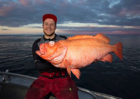 Kjempe stor uer tatt på nesten 10kg! - Fiskeavisen.no