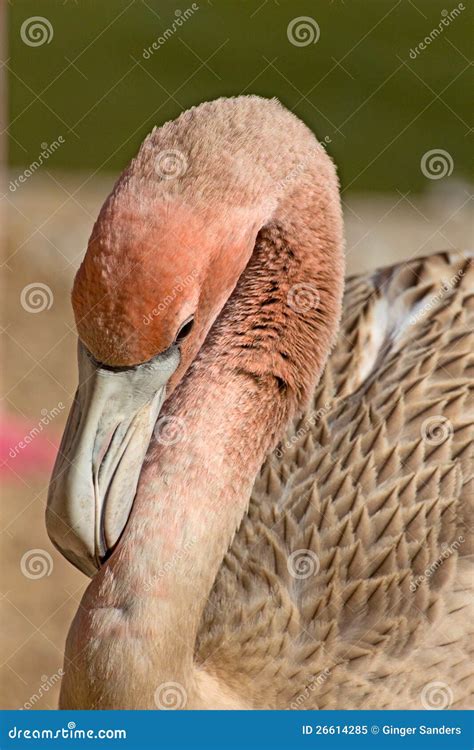 Baby Caribbean Flamingo stock image. Image of orange - 26614285