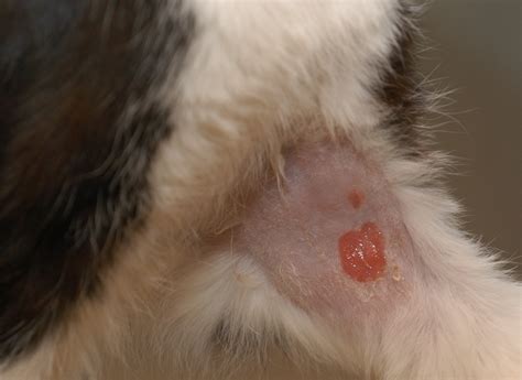 Skin Cancer In Cats - vrogue.co
