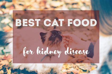 Best cat food for kidney disease – Artofit