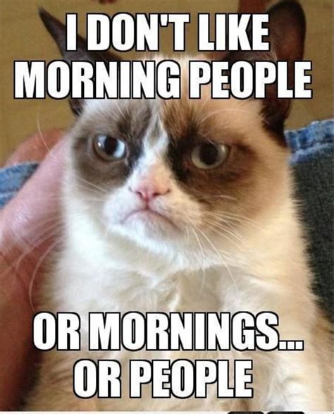 Funny Cat Memes - The Best Funny Cat Memes - Slapwank