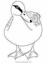 Black Duck Coloring Page For Kids  Free Ducks Printable Pages sketch template