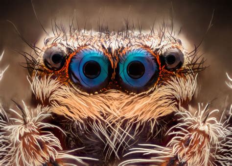 See 15 Crazy Animal Eyes — Rectangular Pupils to Wild Colors | Jumping ...