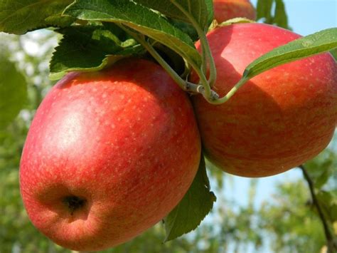 5 dwarf apple trees for your patio - Direct Plants