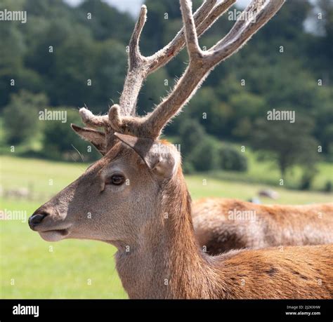 Various Wildlife animals at Longleat Safari Park Stock Photo - Alamy