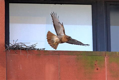 Hawk mating and nest visits – February 26th, 2019 – Roger_Paw