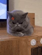 Angry Cat Mad GIF - Angry cat Mad Angry - Discover & Share GIFs