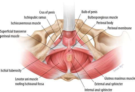 Male Pelvis Anatomy