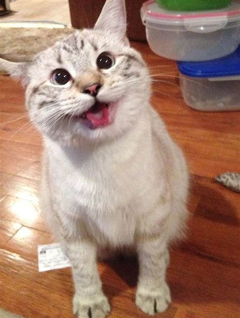 16 Fotos De Los Gatos Más Sonrientes Y Felices De La Web | Notagram