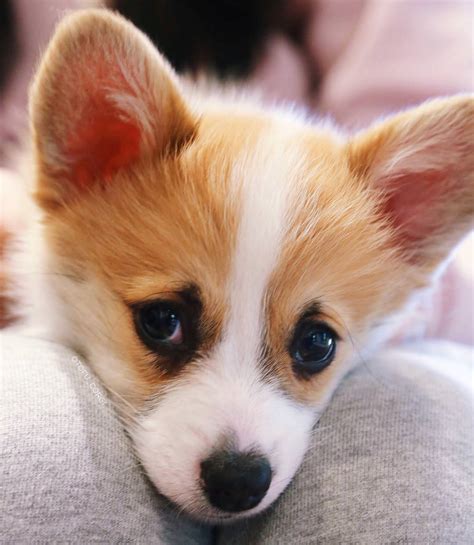 Tofu has mastered adorable puppy eyes : BabyCorgis