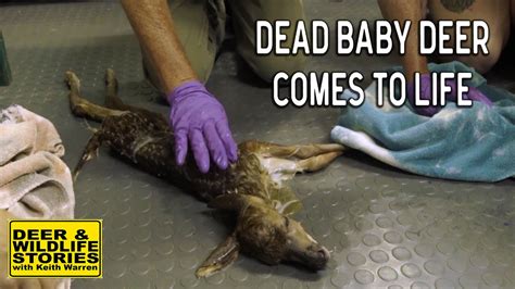 Dead Baby Deer Comes to Life - YouTube