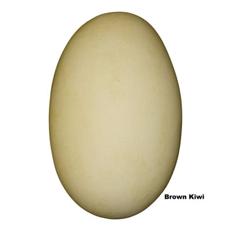 Replica Brown Kiwi Egg (121mm) For Sale – Skulls Unlimited International, Inc.