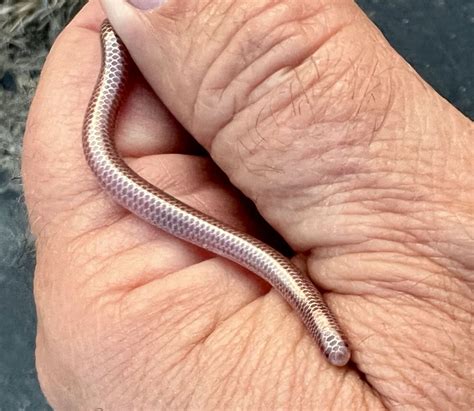 20 Western Blind Snake Facts - Facts.net