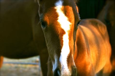 Preparing to Deliver a Foal: A Horse Breeder's 8 Emotional Stages - PetHelpful