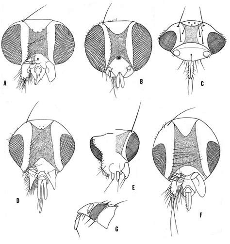 True Flies (Diptera) | Smithsonian Institution