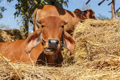 brown cow on the farm 6204669 Stock Photo at Vecteezy