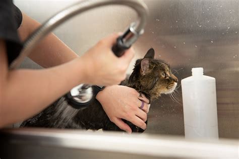 Cat Grooming — Pleasantly Pampered Grooming