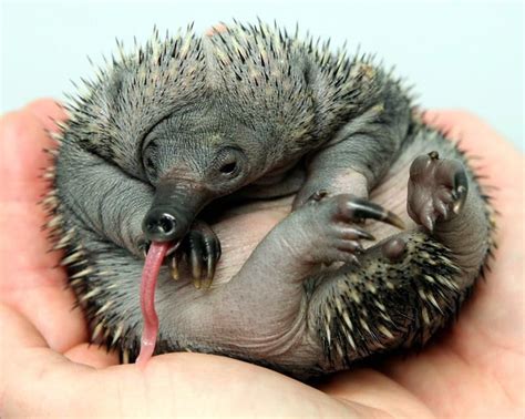 Bebé equidna Este pequeño equidna nació en el zoológico de Perth y se convirtió en el primero en ...