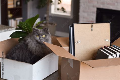 Cute grey cat sitting inside cardboard box packed for moving Stock Photo | Adobe Stock