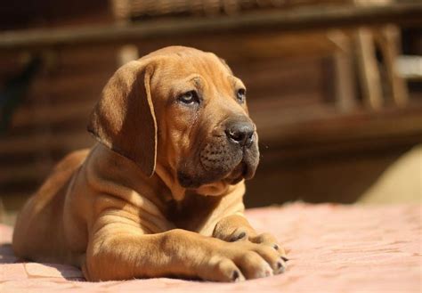 Boerboel Puppies For Sale - AKC PuppyFinder