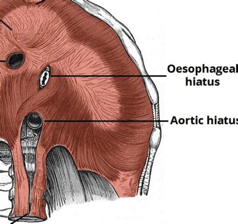 Esophageal Hiatus Anatomy