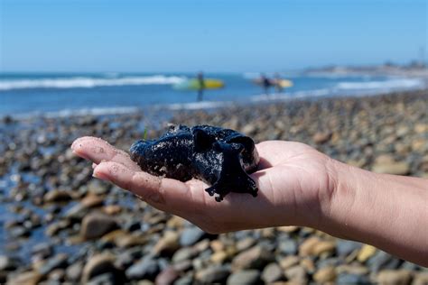 Watch your step: Big, black sea slugs invade Southern California beaches – Orange County Register