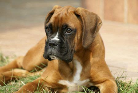 Boxer Dog Training Overview - How to train a boxer dog. http ...