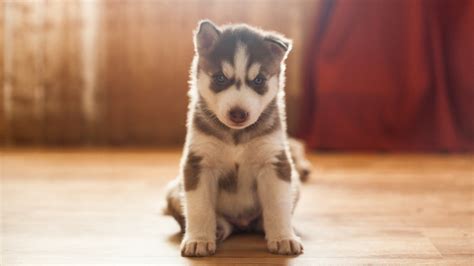 About The Breed: Siberian Husky Highland Canine Training | lupon.gov.ph