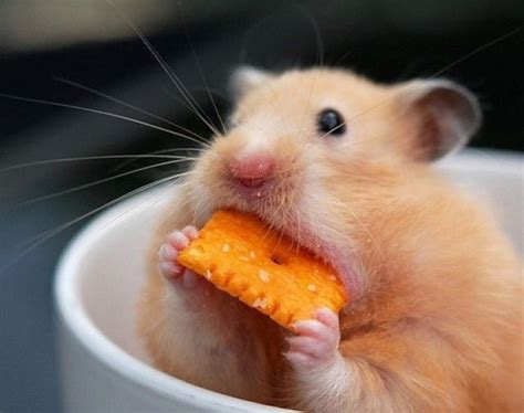 Hamsters & Cheezits! | Cute animal photos, Cute animals, Funny animal pictures