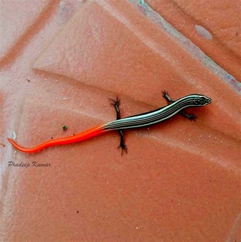 A juvenile Dotted Writhing Skink(Lygosoma punctatum) photographed by ...