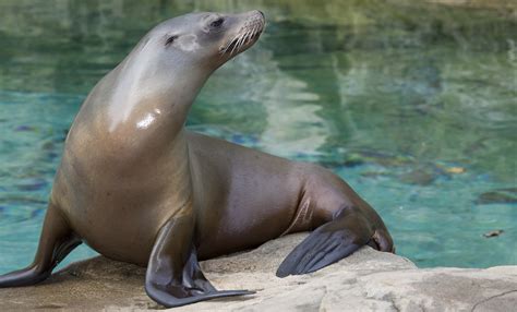 California sea lion | Smithsonian's National Zoo and Conservation ...