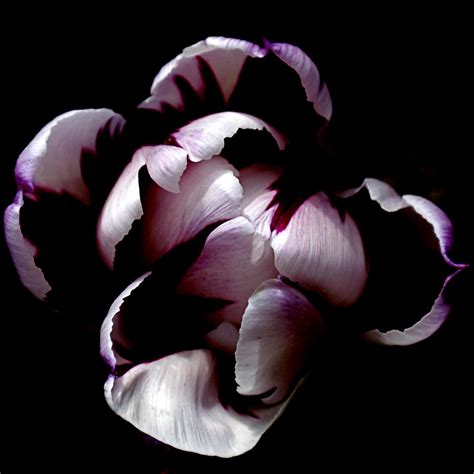 Floral Symmetry Photograph by Rona Black - Fine Art America