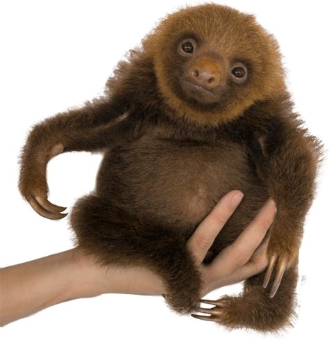 The Sloth Conservation Foundation | Official Website | SloCo