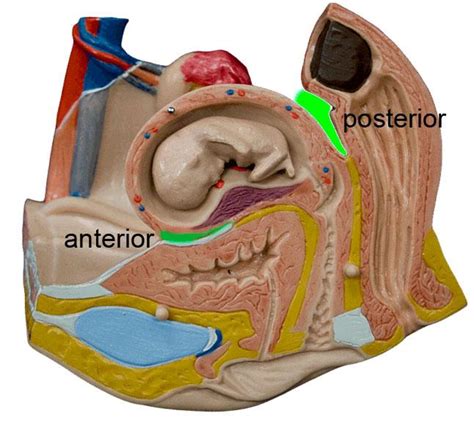 gerota fascia anatomy