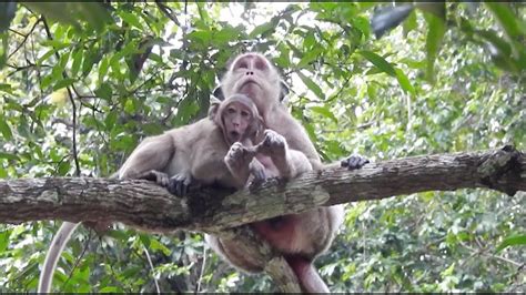 Baby Monkey Cry Coz Want To Sleep With Mom, Monkeys 1040 Tube BBC | Baby monkey, Monkey, Crying
