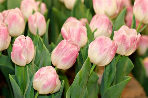 Beautiful Pink and White Tulips Stock Photo - Image of blooming, buds: 177987812