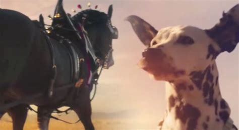 Dalmatian And Clydesdales Highlight Positive Message In Budweiser Super ...