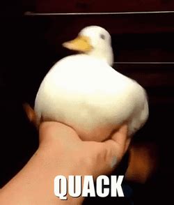 Frantic Duck Quacking Meme GIF | GIFDB.com